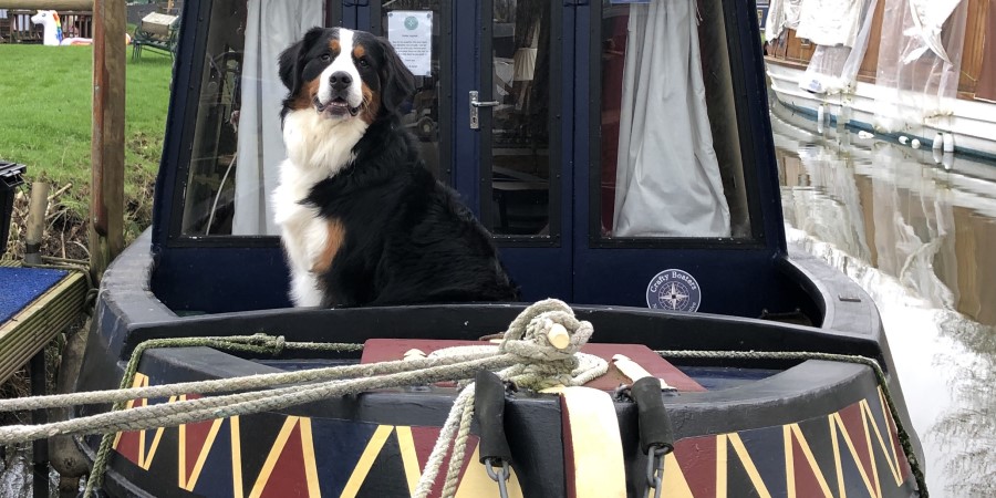 Dog on a narrowboat at Crafty Boaters